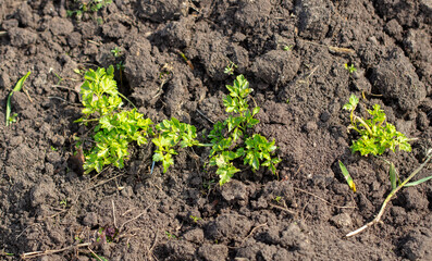 Green parsley leaves in the ground in early spring.