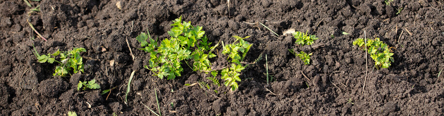 Green parsley leaves in the ground in early spring.