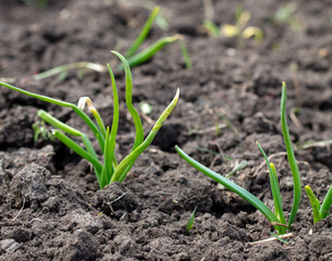 Sprouting of onion sprouts in the ground in early spring.
