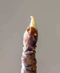 Closed flower bud on a pear branch in spring.
