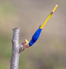 Grafting on a tree branch in spring.