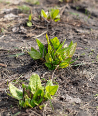 Green sorrel leaves in the ground in early spring.