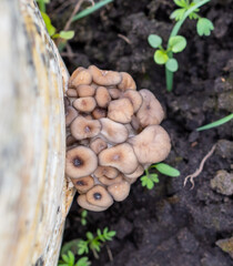 Small oyster mushrooms in nature.