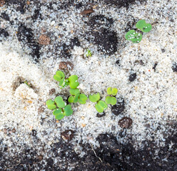 Shoot of arugula sprouts in the ground in early spring.