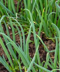 Green onions in the ground in early spring.