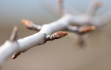 Closed flower bud on a pear branch in spring.