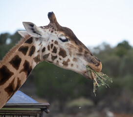 Head of a giraffe close-up, it chews branches, grazes