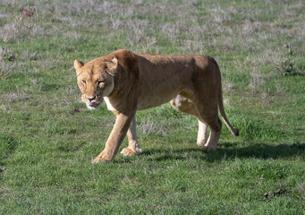 Fototapeta na wymiar Wild lioness walks along the green savannah, she licks her muzzle with her tongue