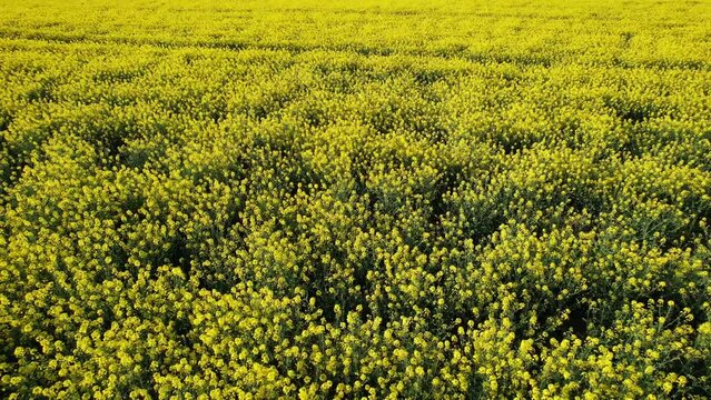 Aerial view over a crop of Rapeseed on a bright sunny day