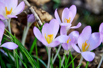 wachsende Krokusse im Frühling auf dem Waldboden