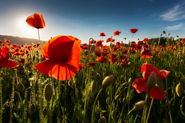 field of blooming corn poppy on a sunny day. wonderful summer scenery in carpathian mountains....