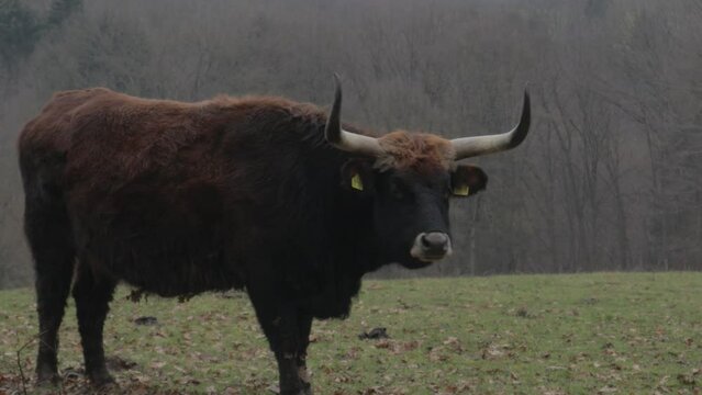 Longhorn highland bull catlle is grazing and chewing grass. Domesticated animal bovines.