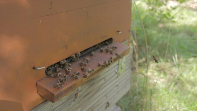 Bees are entering wooden box of beehive. Honey production, domestic animals.