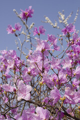 Spring flowers, full bloom of azaleas. Azalea flowers to mark the beginning of spring. Flowers botanical garden
