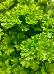 Fototapeta na wymiar Curly parsley background. Plantation of greenery close-up. Food background of green parsley leaves, soft focus.