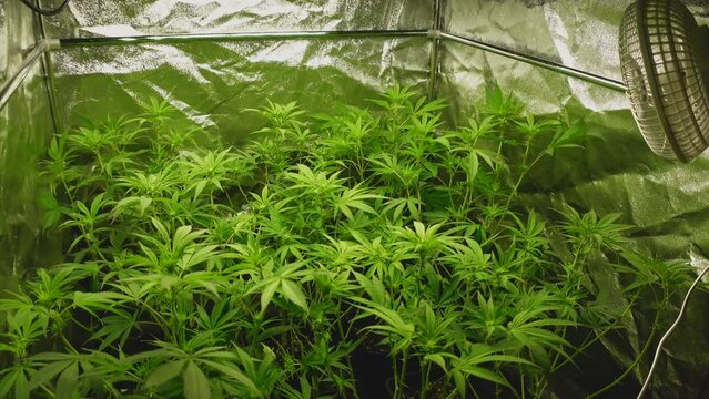 Indoor tent with young cannabis plants in the fifth week at the beginning of the flowering phase, fan on the right and light source above, wide angle