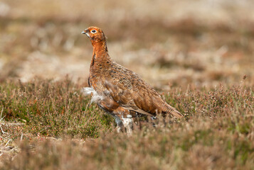 Male Red grouse, Scientific name: Lagopus Lagopus, in Spring time.  Facing left in natural moorland habitat of heather and grasses.  Horizontal.  Copy Space.