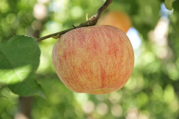 The apples on the tree