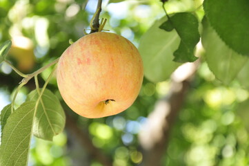 The apples on the tree