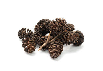 Alder Cones Isolated