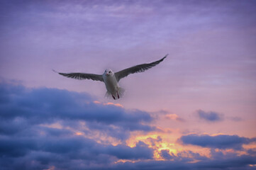 Seagull against the sky with beautiful spread of wings