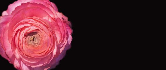 jaskier różowy na czarnym tle jako baner, ranunculus - obrazy, fototapety, plakaty