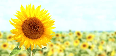 Poster Bright yellow sunflower on blurred sunny nature background. Horizontal summer banner with sunflowers field © frenta