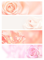 Set of horizontal background with rose of pink color. Collection of banners with rose flower