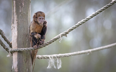 Golden bellid capuchin (Sapajus xanthosternos) eating a small stick