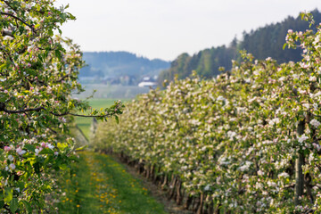 Fototapeta na wymiar red white blossoming apple tree flowers in an orchard in fruit growing region Lindau-Bodensee in Germany