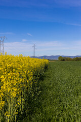 Champ de colza sous un grand ciel bleu en France, agriculture a l'air libre