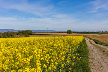 Obraz premium Champ de colza, bordé d'un sentier de marche sous un grand ciel bleu en France, agriculture a l'air libre
