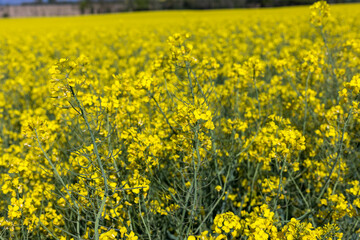 Obraz premium Champ de colza sous un grand ciel bleu en France, agriculture a l'air libre