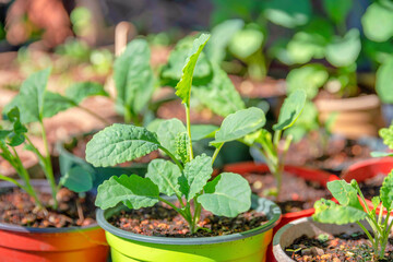 Potted fresh green vegetable plants in San Francisco, California