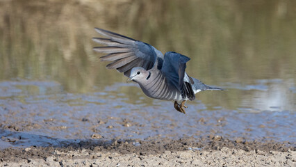 ring-necked dove in flight