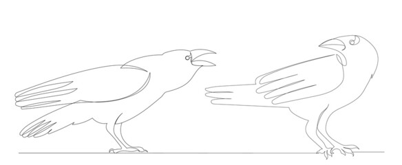crows, bird continuous line drawing, sketch