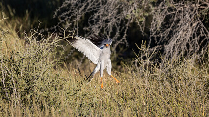 a large goshawk taking flight