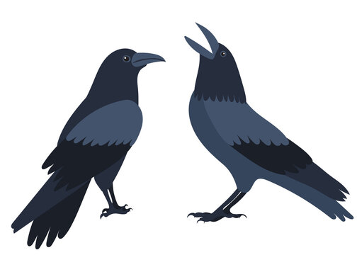 crows, bird flat design, isolated on white background, vector