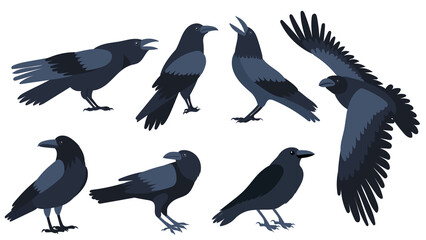 set of crows flat design , isolated on white background, vector - obrazy, fototapety, plakaty