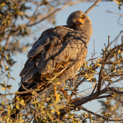 a goshawk in the golden morning light