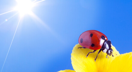 Obraz premium red ladybug on on yellow flower, ladybird creeps on stem of plant in spring in garden in summer