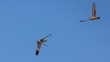 Two goshawks fighting in the air over a snake