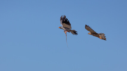 Two goshawks fighting in the air over a snake