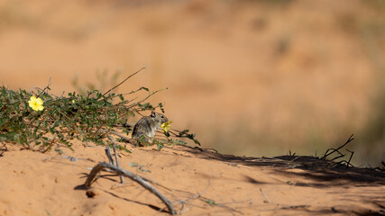 a mouse feeding on a yellow wildflower