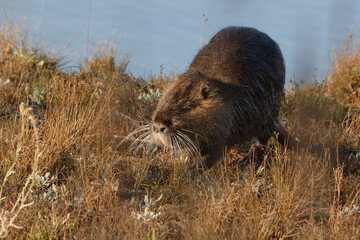 Coypu (Myocastor coypus) on the ground