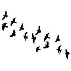 flying birds silhouette, on white background, isolated, vector