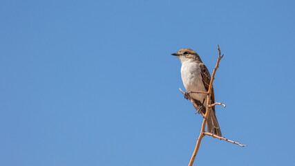 Marico flycatcher perched in a tree