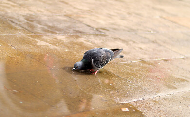 水を飲む鳩