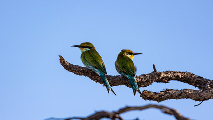 swallowtail bee-eaters on a branch