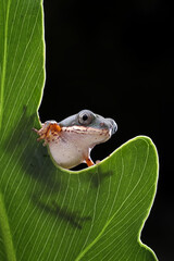 The Orange-legged Leaf Frog or Tiger-legged Monkey Frog (Pithecopus hypochondrialis) on a leaf.